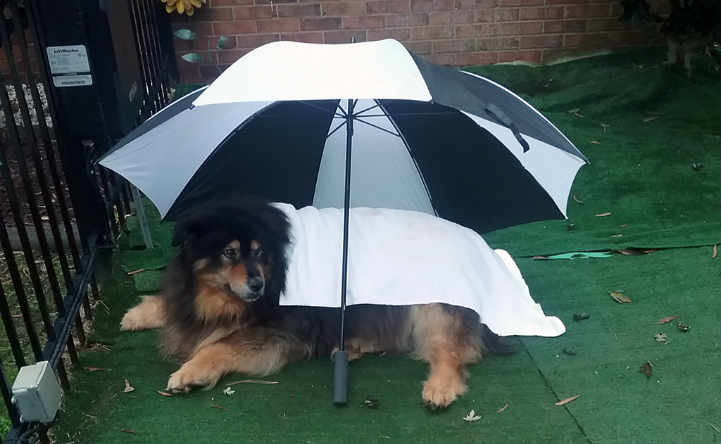 Koal laying under a umbrella